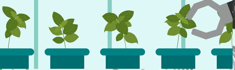 Lee más sobre el artículo Lección 2: Elegir una planta