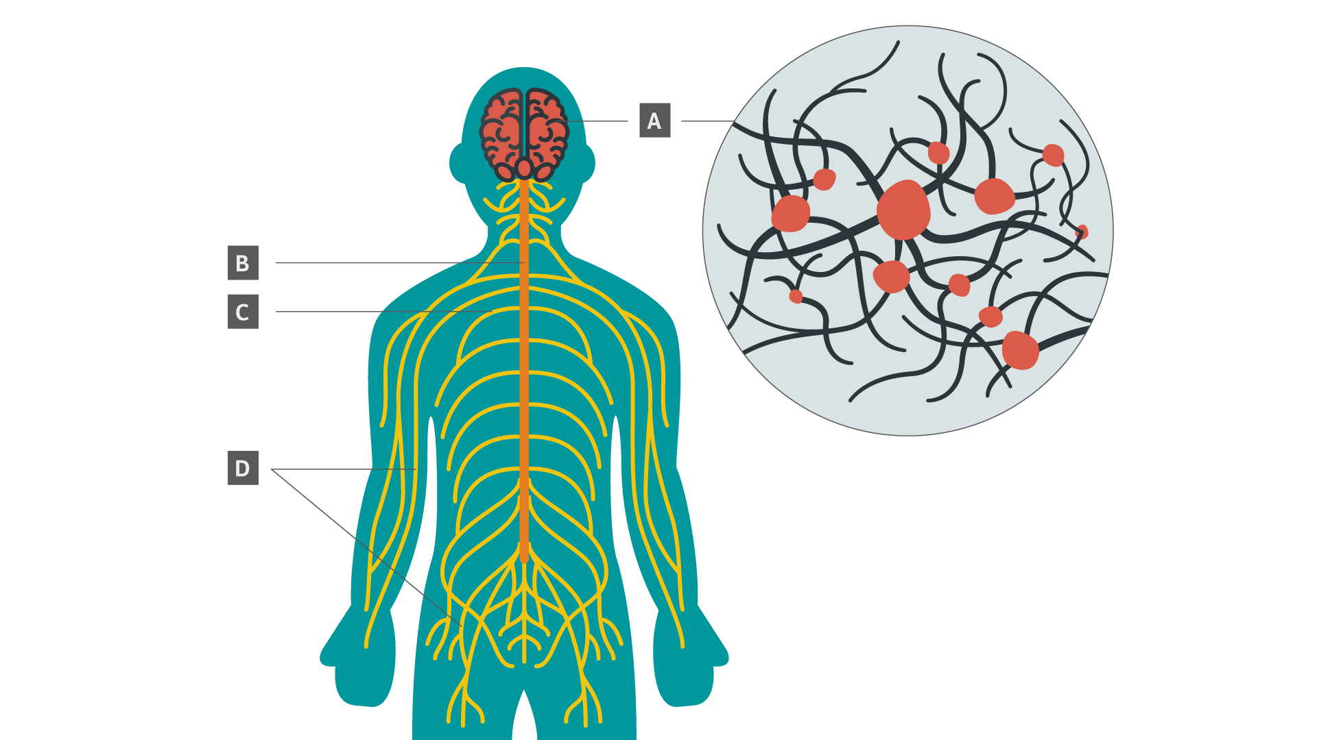 corriente eléctrica del cuerpo humano