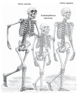 Lee más sobre el artículo Clase 8 –  El largo camino de la evolución –  La hominización