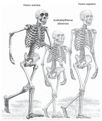 Lee más sobre el artículo Clase 8 –  El largo camino de la evolución –  La hominización